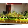 腐植酸在抗小麥倒伏上作用明顯